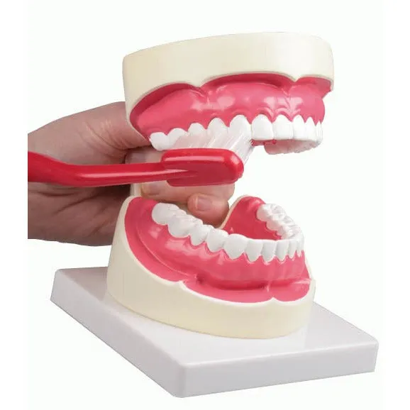 Oral Hygiene Model - 1.5 Times Life-Size