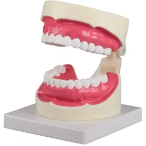 Oral Hygiene Model - 1.5 Times Life-Size